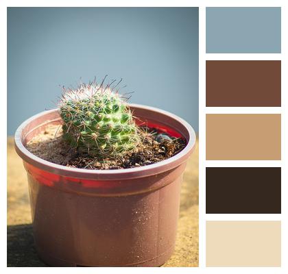 Cactus Plant Pot Plant Image